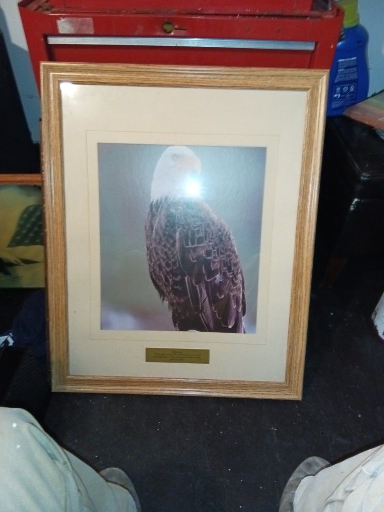 32 X 25 Eagle Picture