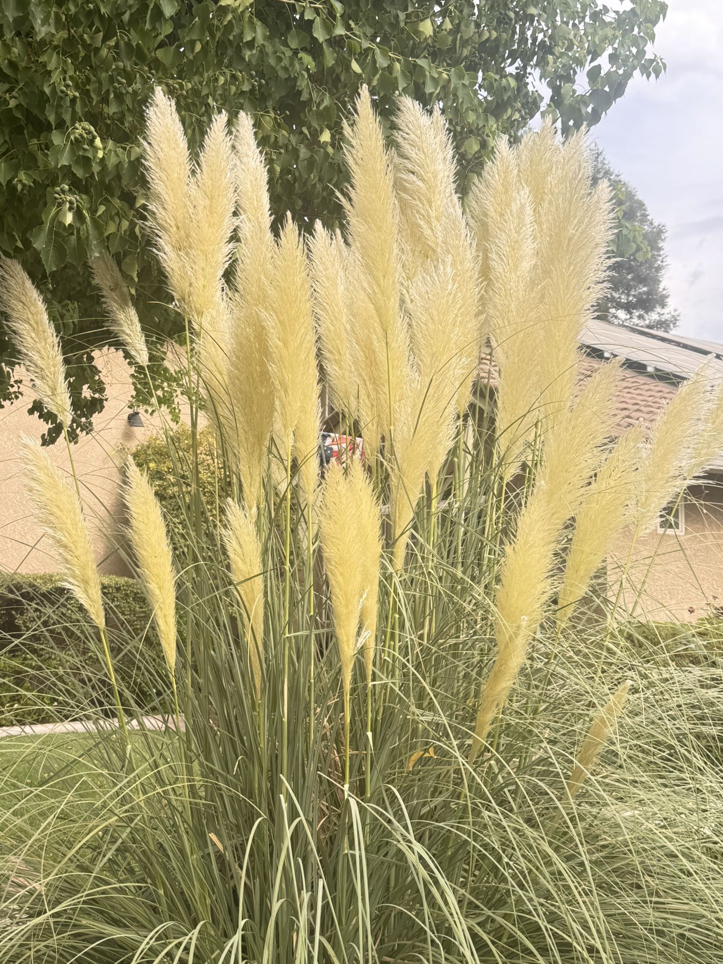 Pampas Grass
