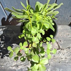 Aeonium Urbicum Plant 