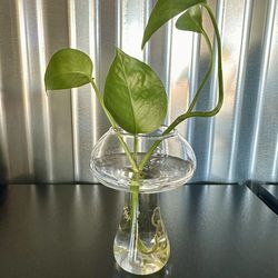 Small Glass Mushroom Propagation Vase with Plant