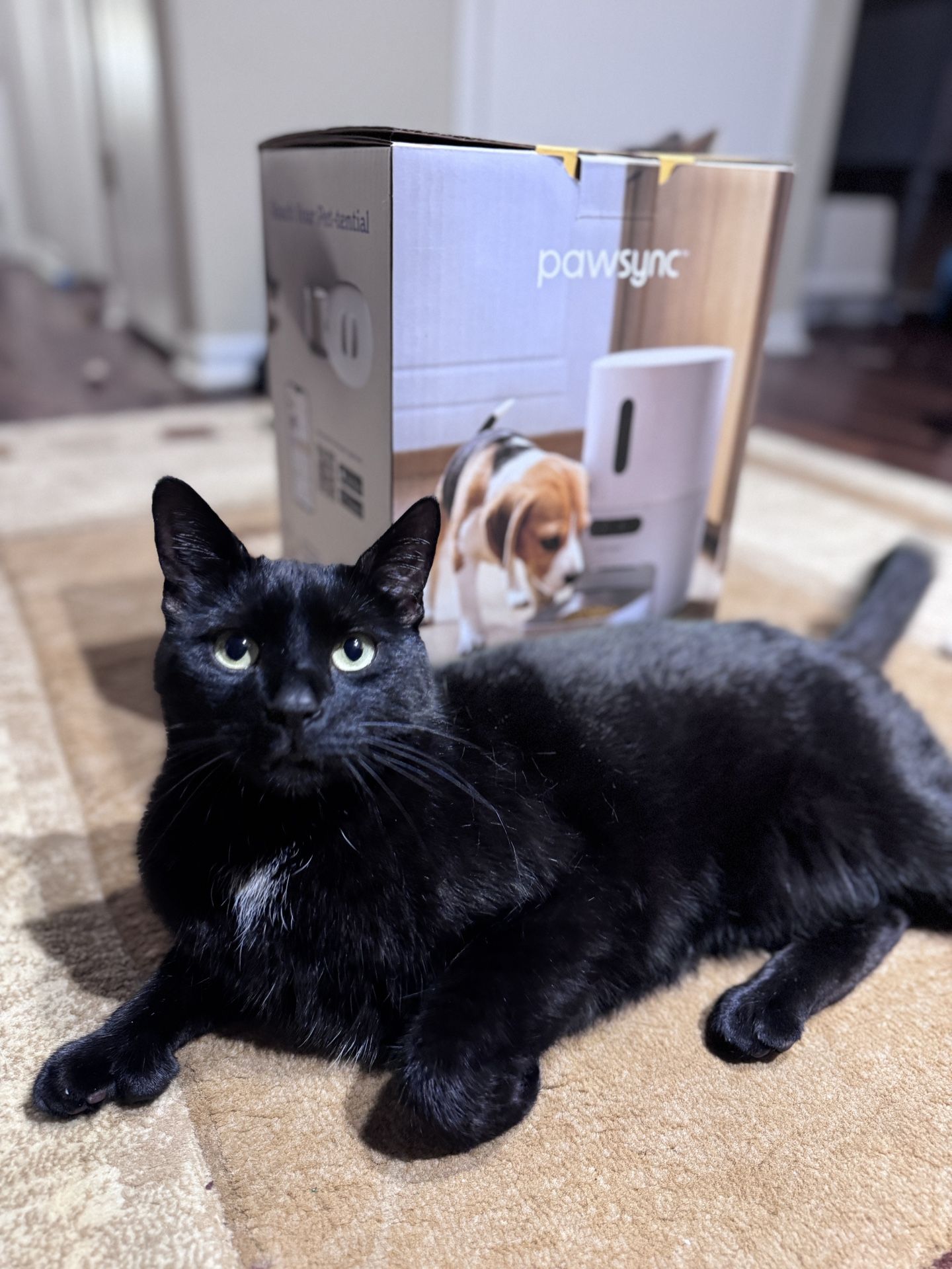 Pawsync Smart Pet Feeder