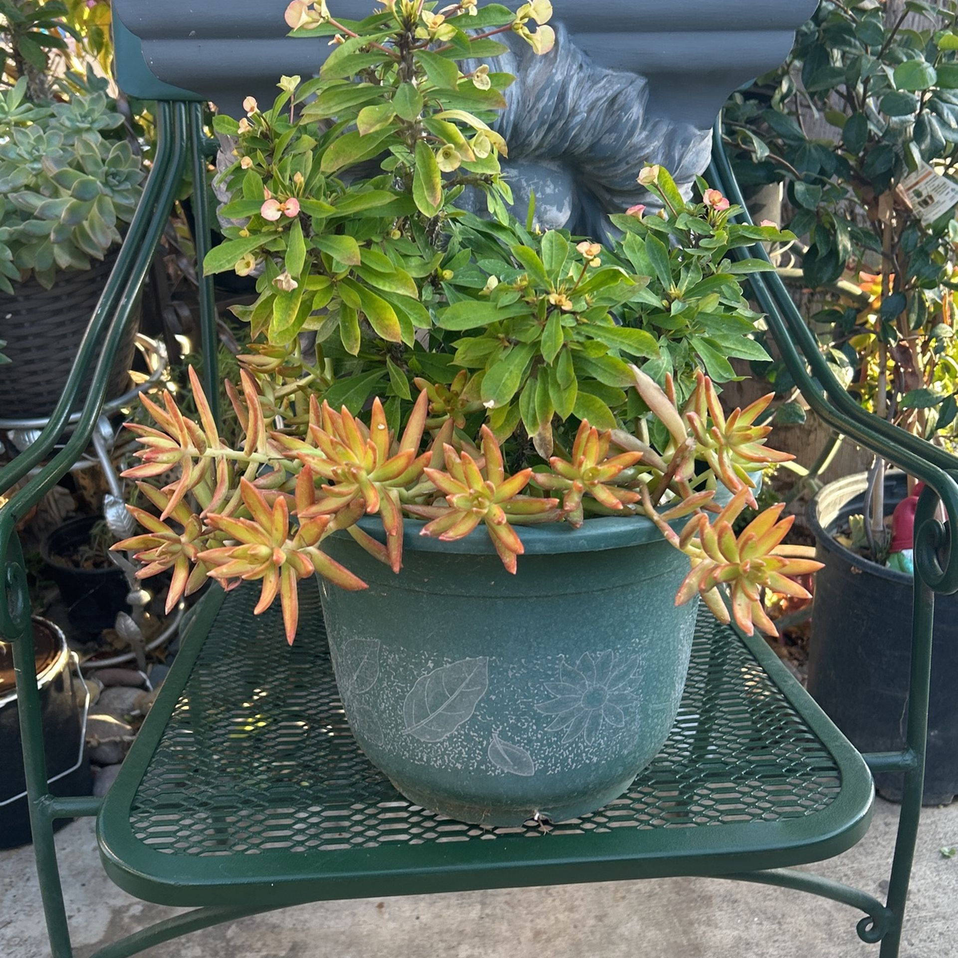 Plants Corona Krystal Tiny