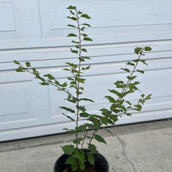 Sweet Apricot Tree