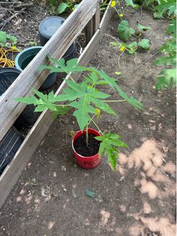Papaya Plants
