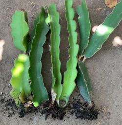 Rooted Purple Dragon Fruit Plant $5 Each