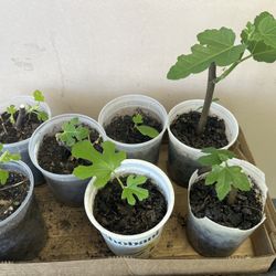 Two Fig Trees 