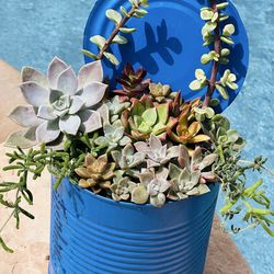 Mix succulents in beautiful pot