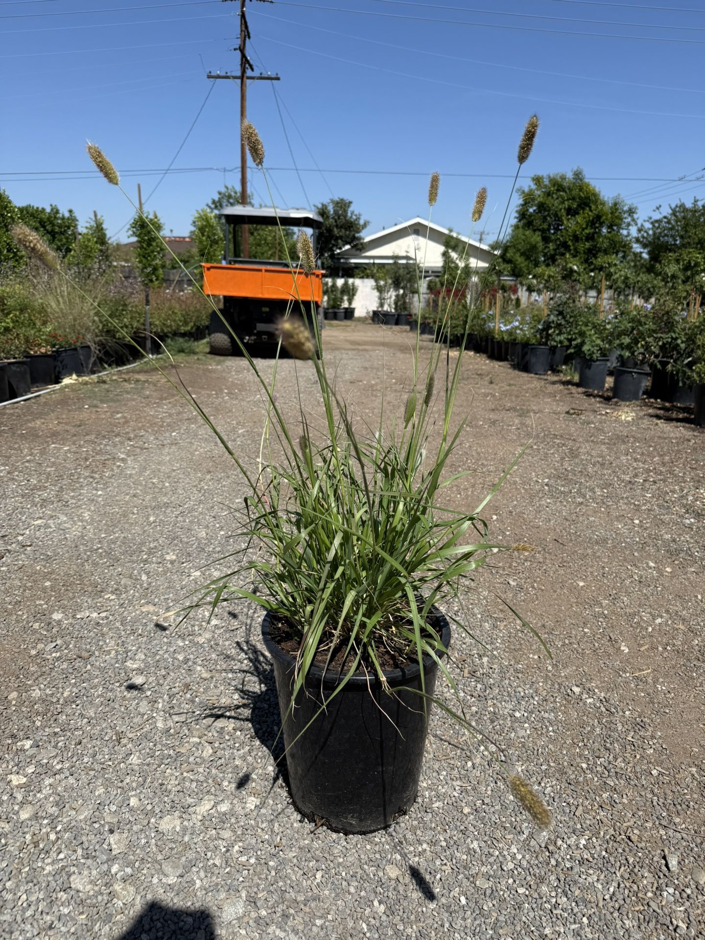 Pennisetum ‘Little Bunny’ Fountain Grass - 5 Gallon Pot