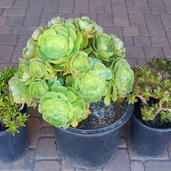 Succulent Plants 