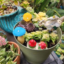 SUCCULENTS AND ARRAGEMENTS. OPENING SOON..IN SAN LORENZO. SALE THIS WEEK