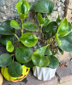 Peperomia