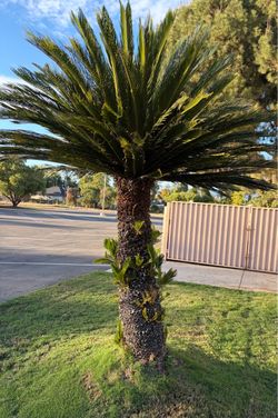 8 Foot Sago Palm Tree 🌴