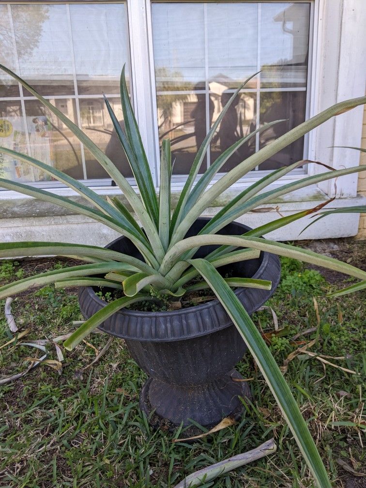 Plants