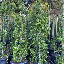 Ficus Nitida Hedge Trees - Landscaping Special