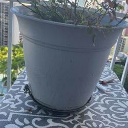 Rose Flower With Grey Plastic Planters With Dirt