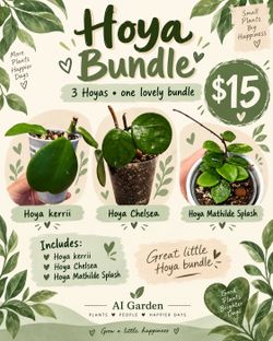 Hoya Bundle (3)