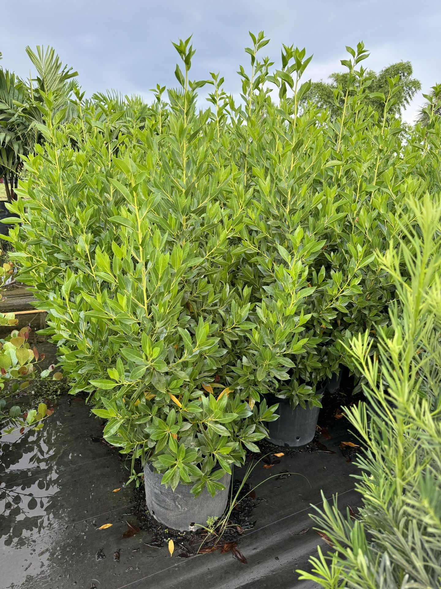 Green Buttonwood Plants (5 FT)