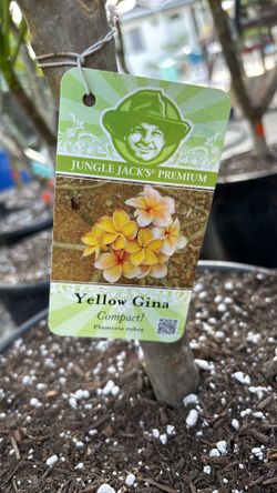 plumeria Yellow Gina 