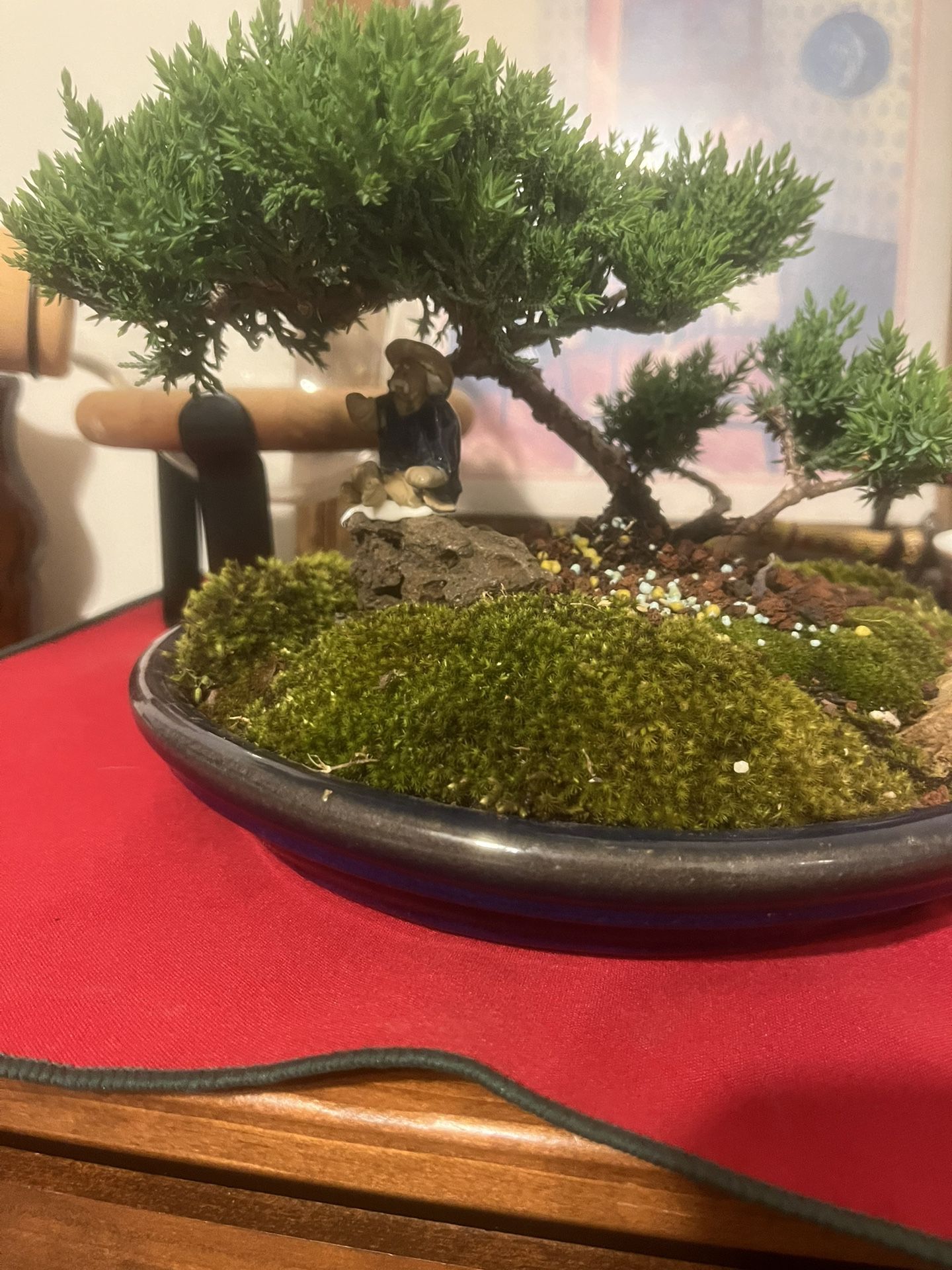 Bonsai Japanese Tree