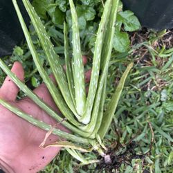  Small Aloe Vera Plant – Ready to Replant