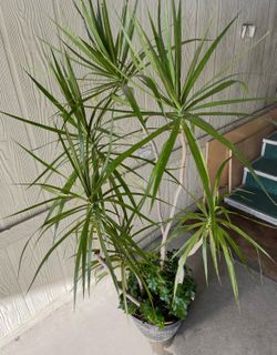 Bonita planta $$30