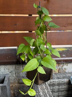 Photos Plant