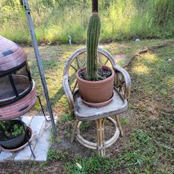 Plantas Suculentas