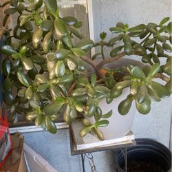Jade Plant