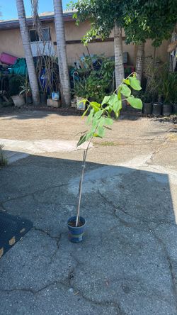 Guanoabana tree