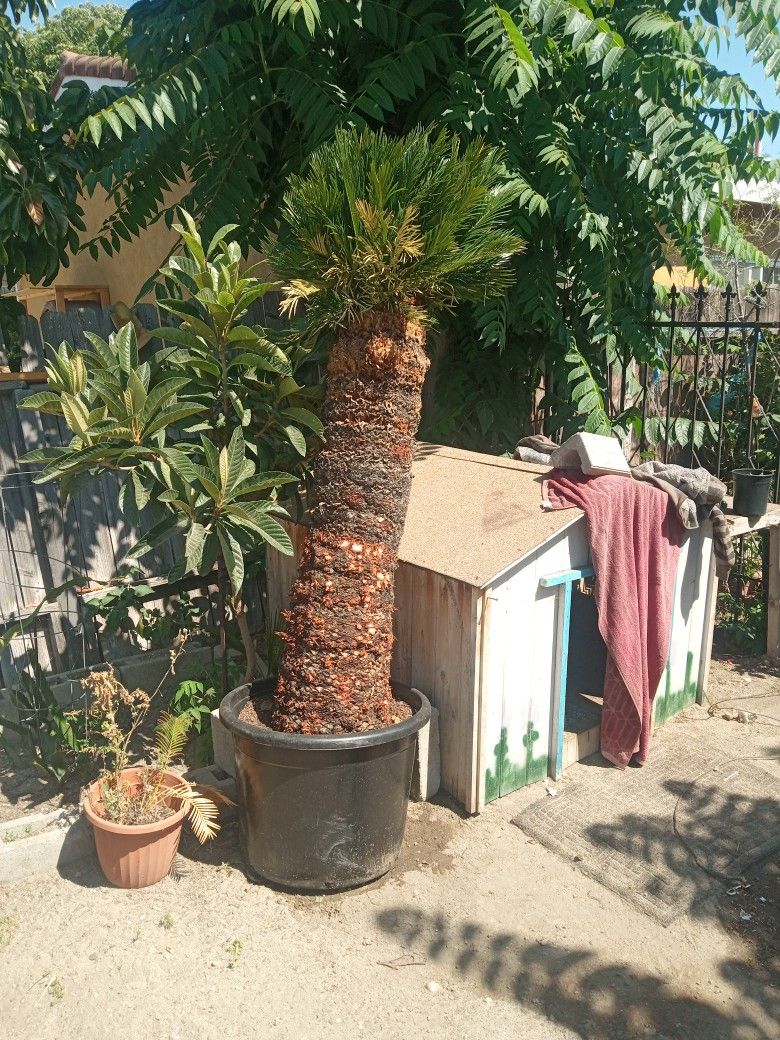 6' Tall Sago Palm Tree