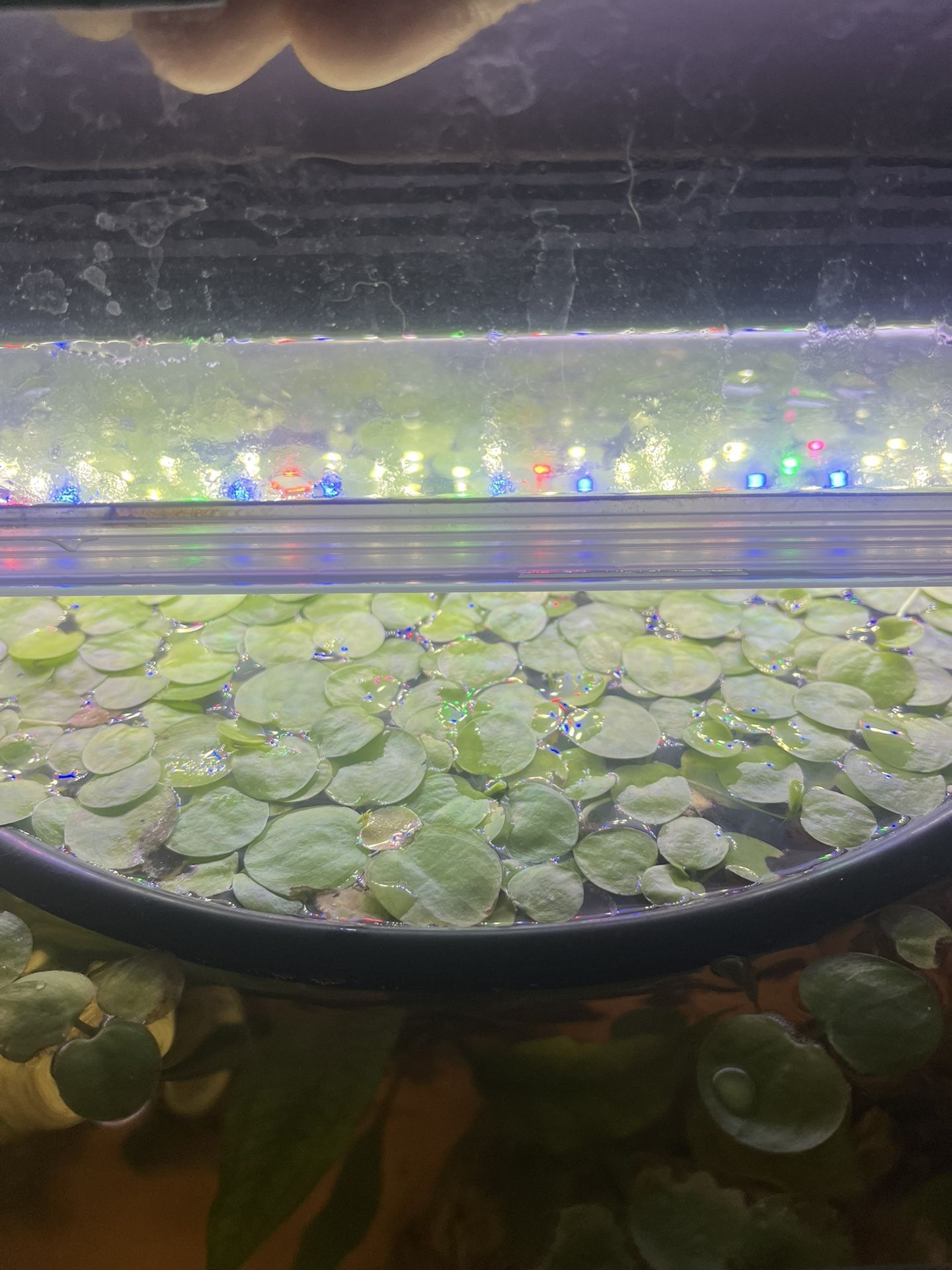 Amazon Frogbit (aquatic)
