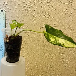 Burle Marx Variegated 