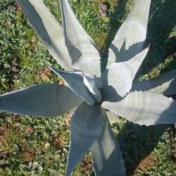 Blue Agave Plants