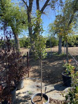 Árbol De Sombra /shade Tree 
