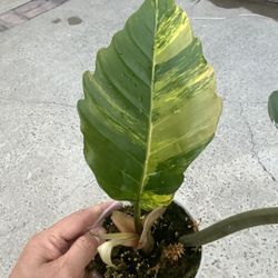 Philodendron Caramel Marble Variegated Top Cut Rooted