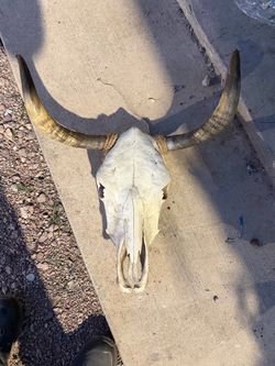 Real Steer Skull with Long Horns