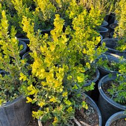 Boxwood
