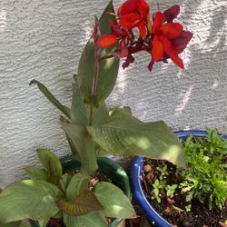 Beautiful Plant And Ceramic Pot