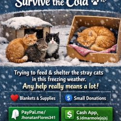 Trying to Keep Stray Cats Warm—Any Help Appreciated!