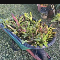 10 Bromeliad Plants 