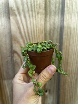 String Of turtles, Spades, And Pilea 