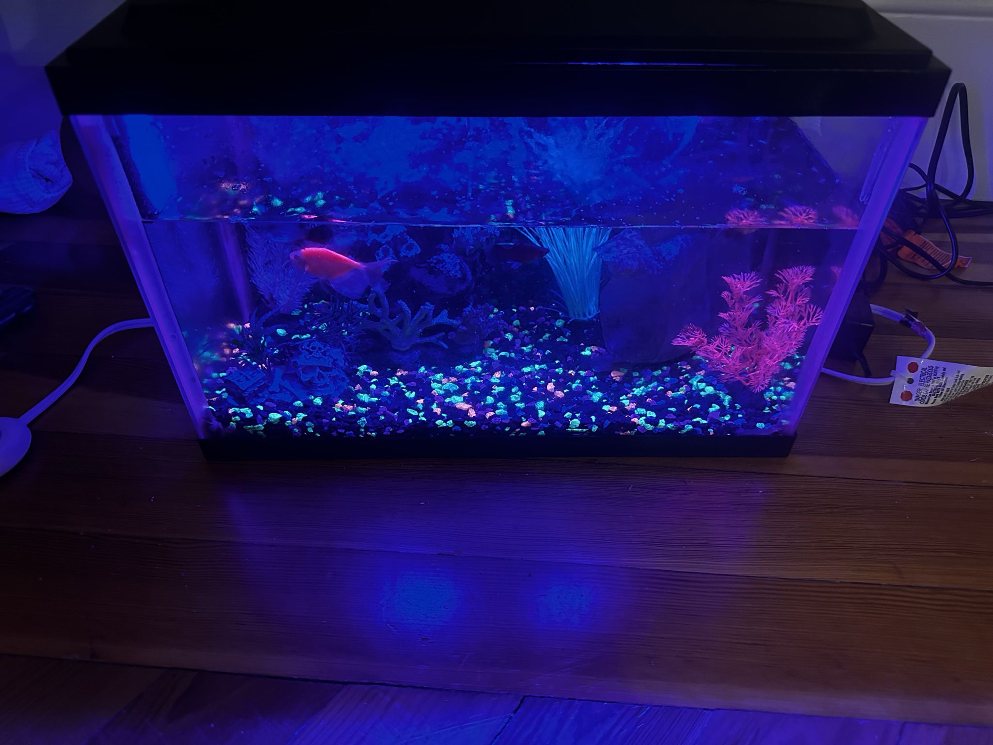 GloFish Tank 5 gallon for Sale in Malden, MA - OfferUp