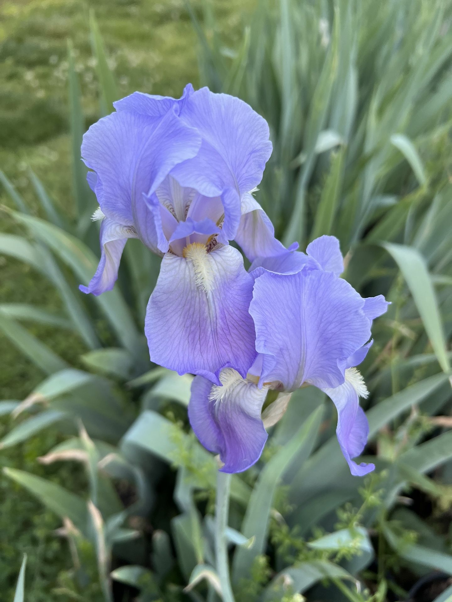 Iris Bulbs