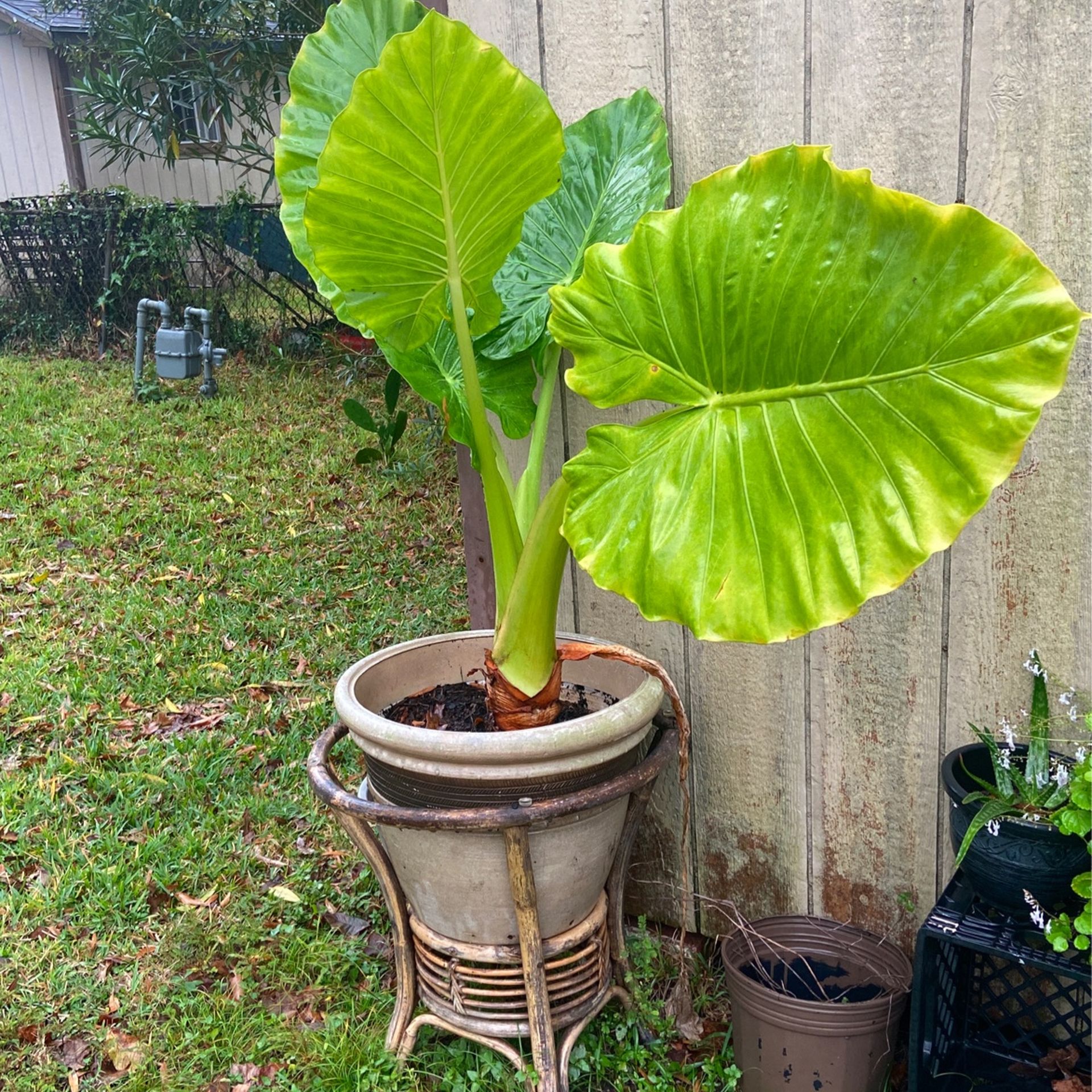 Outdoor Plant (plastic pot)
