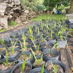 Sylvester Palm Seedlings
