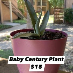 Century Plant (pup)