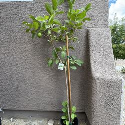 Medium White Guava Tree 