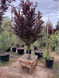Purple flowering plum 24 gal