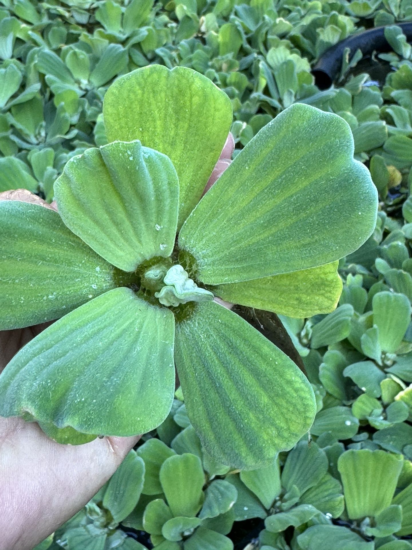 Water Plants 🌱