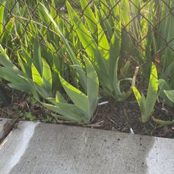 Lavender Color Iris Plants 